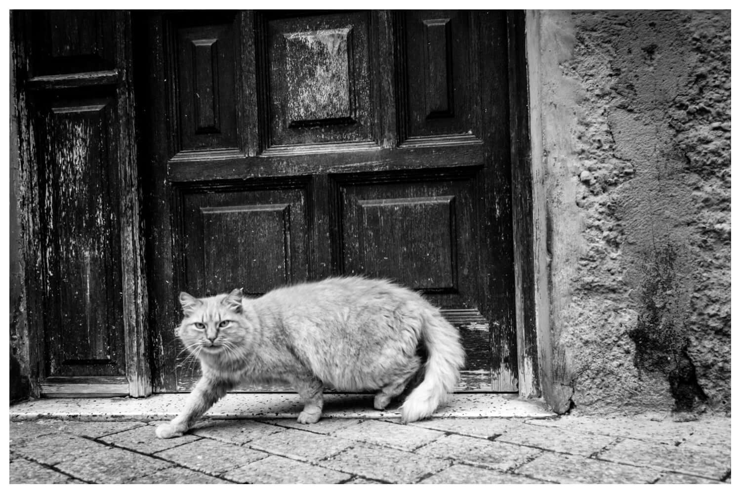 Other Ideas Fine Art Print Spanish Cat photograph