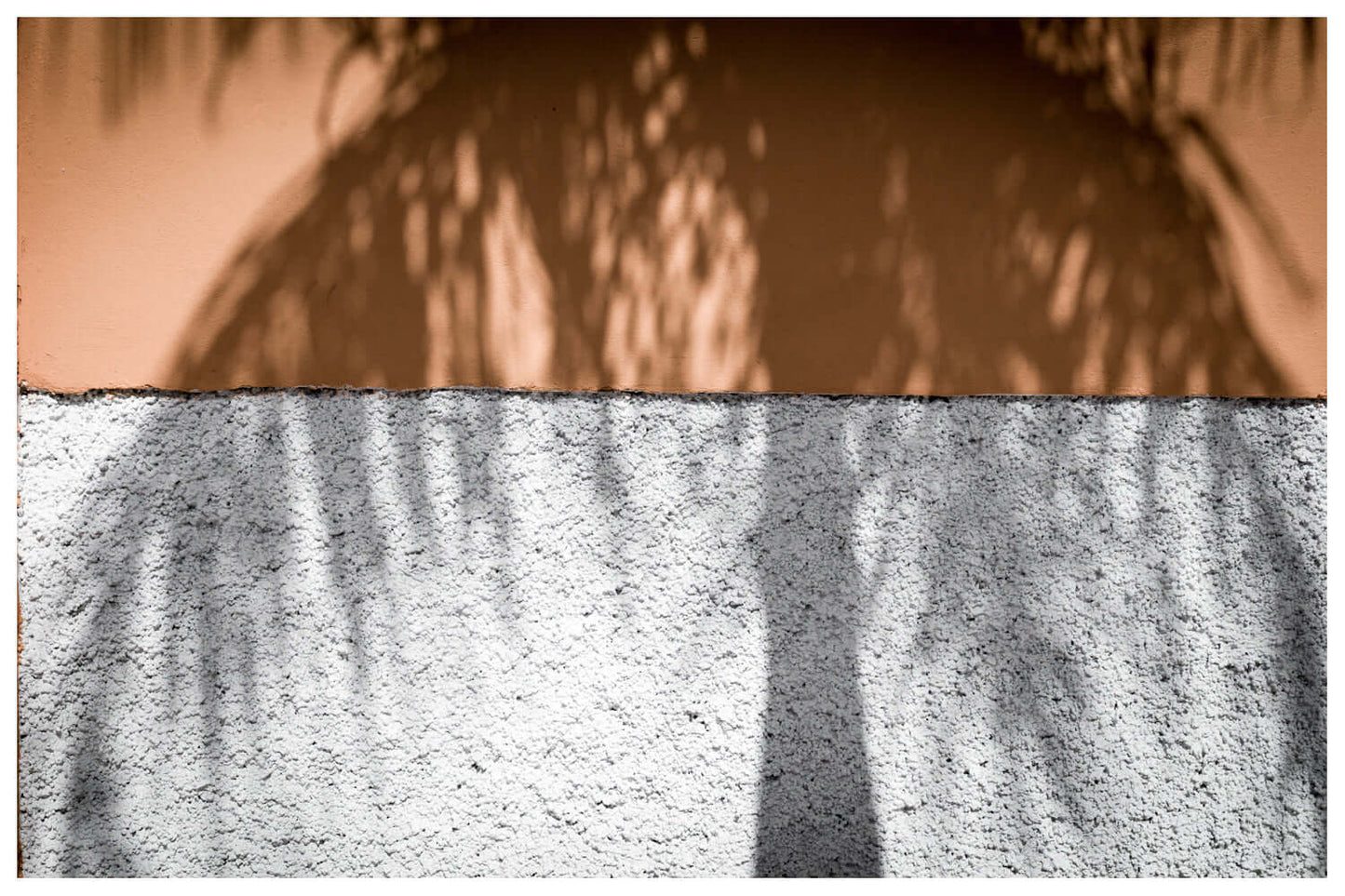 Other Ideas Fine Art Print Colour Palm Tree Shadow photograph