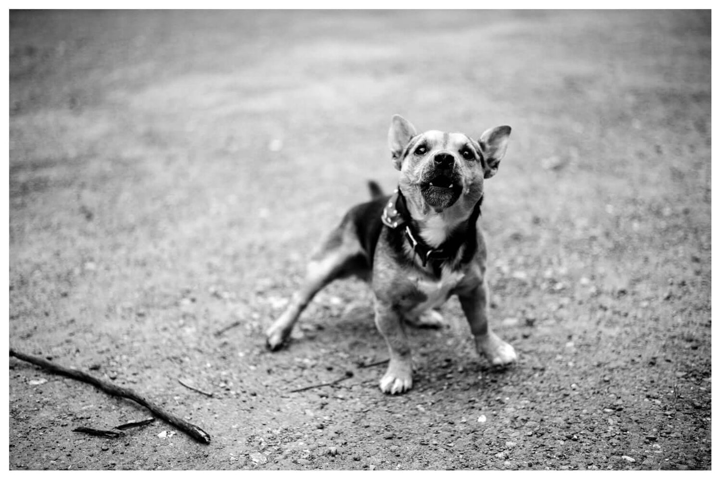 Other Ideas Fine Art Print Dog photograph