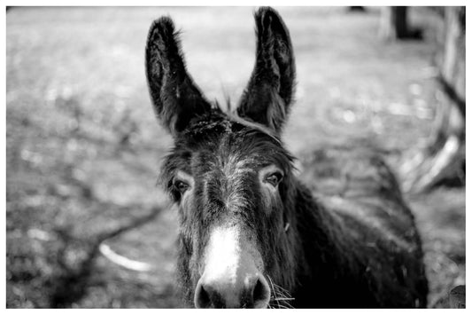 Other Ideas Fine Art Print Happy Donkey photograph