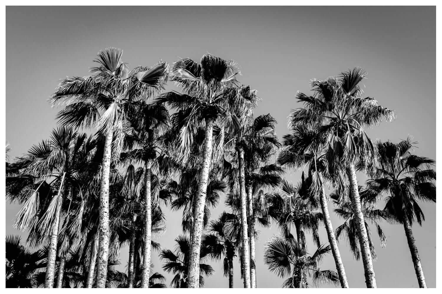 Other Ideas Fine Art Print black and white palm trees photograph