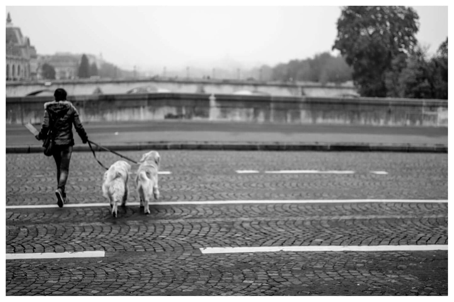 Other Ideas Fine Art Print paris dog walker photograph